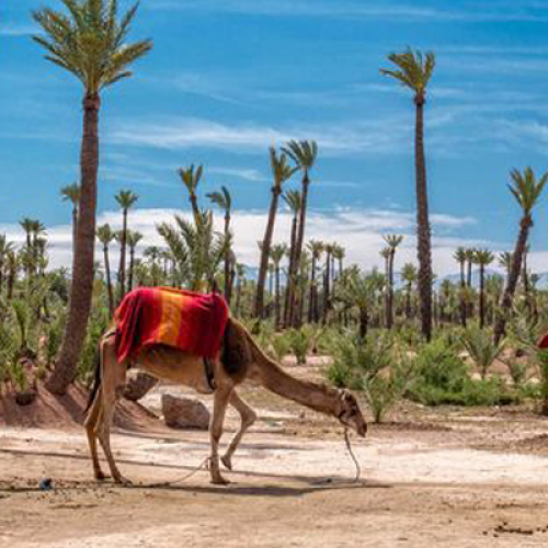 Balade À Dos De Dromadaire Marrakech